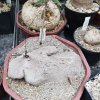 Dioscorea silvatica XXL