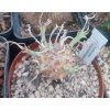 Euphorbia longituberculosa