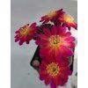 Sulcorebutia chatajillensis PHA 391