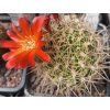 Sulcorebutia juckerii HJ 410