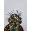 Copiapoa dealbata v. carrizalensis PHA 2523