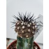 Copiapoa cinerea f. soliter PHA 2647