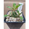 Dorstenia lawranii