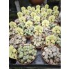 Lithops mix