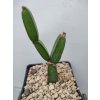 Cissus quadrangularis  PHA 2598