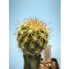 Copiapoa eremophylla PHA 2532