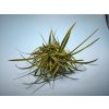 Tillandsia stricta Rubra