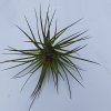 Tillandsia tenuifolia rubra
