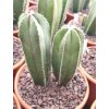 Marginatocereus marginatus XL