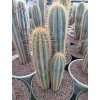 Pilosocereus minensis XL