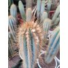 Pilosocereus minensis XL