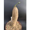 Adenia metamorpha L