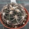 Gymnocalycium spegazinii v. punillense TOM 06-81/1