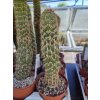 Trichocereus spachianus  f. monstrosa