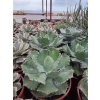 Agave potatorum v. verschafeltii XXL