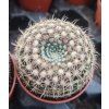 Notocactus elegans