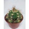 Gymnocalycium chacoense L