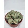 Euphorbia meloformis "Variegata" XL