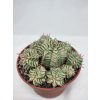 Euphorbia meloformis "Variegata" XL