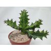 Euphorbia lactea  "Asia hybrid"