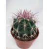 Ferocactus steinesii L