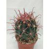 Ferocactus gracilis XL