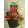 Delosperma "Red Fire"