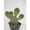 Opuntia basilaris "Berlin" XL