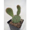 Opuntia polyacantha v. hystricina DJF 1138 XL