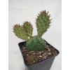 Opuntia phaecantha "Salmonea Richter" XL