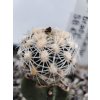 Pediocactus bradyi SB 470