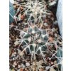 Gymnocalycium spegazinii MT 07-265