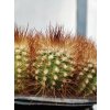 Melocactus perezasoi