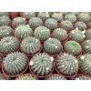 Notocactus buiningii L