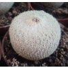 Epithelantha micromeris