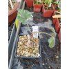 Pelargonium lobatum