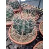 Ferocactus rectispinus XXXL