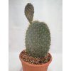 Opuntia galapagensis L