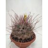 Hamatocactus hanatacanthus v. davisii XL