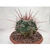 Ferocactus rectispinus XL