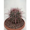 Ferocactus gracilis XXXL