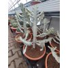 Euphorbia lactea v. alba