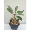 Sesamothamnus guerichii