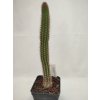 Cleistocactus sp. ASK 555.7