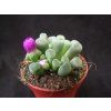 Frithia pulchra