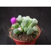 Frithia pulchra