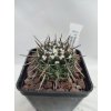 Notocactus submamulosus Sierra Ancasti