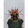 Eriosyce fricii sp.n.