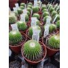 Eriocactus leninghausii "UN PICO"