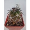 Copiapoa aff. alticostata PHA 2190